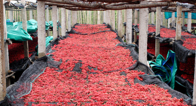 Medicine Hunter - Schizandra Drying China (main)